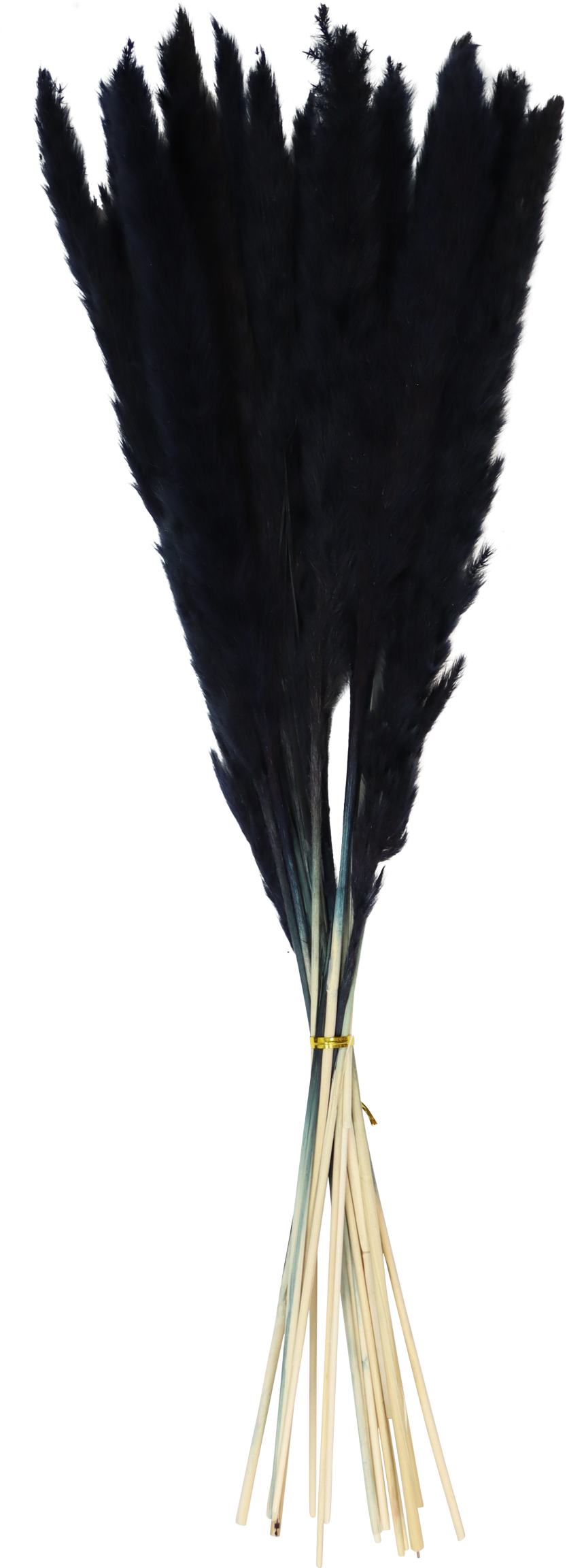 PAMPASGRAS SCHWARZ  S/15