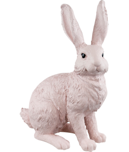 HASE LUCKY