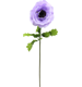 RIESENBLUME ANEMONE