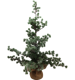 TANNENBAUM NORDIC CHARM