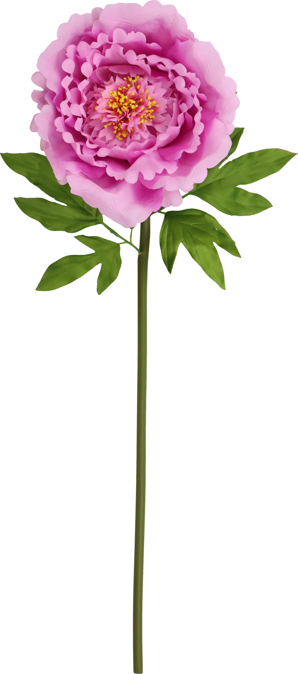 RIESENBLUME ZIERROSE