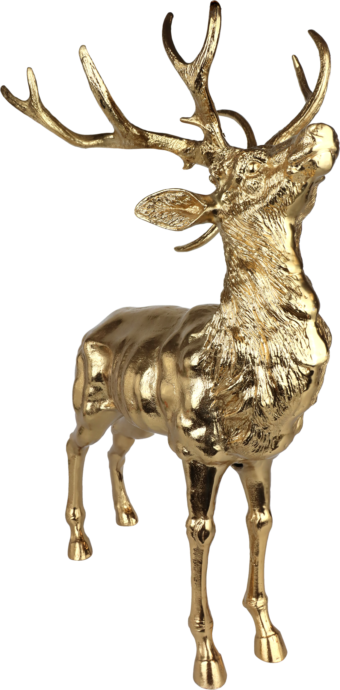 HIRSCH GOLDEN MAJESTY