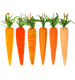 MÖHREN CARROT COUTURE  S/6