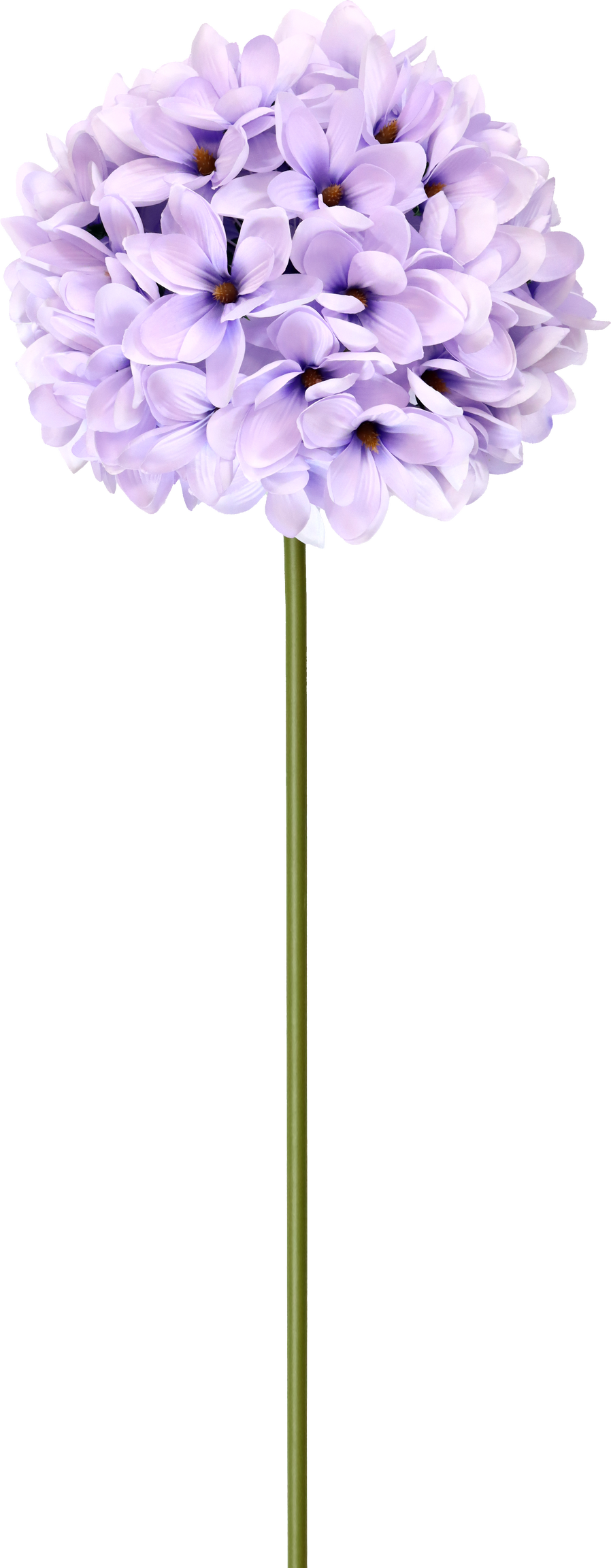 XL-BLUME MAGNOLIE