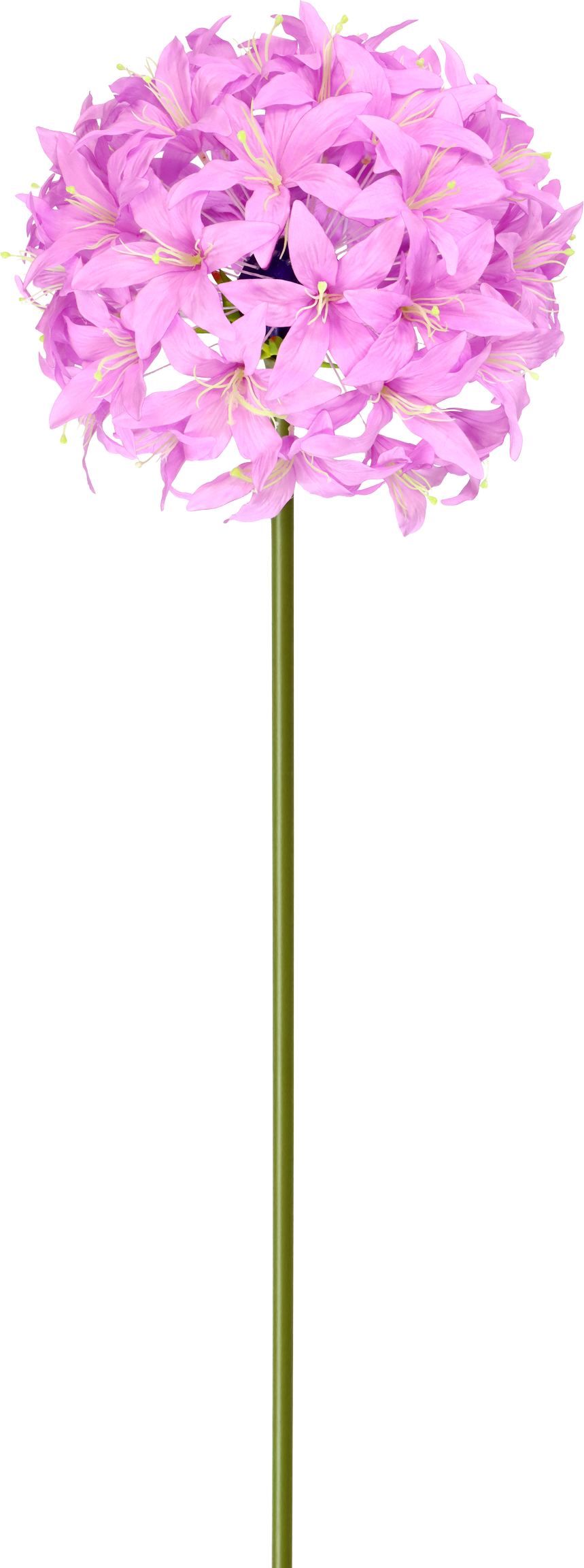 XL-BLUME LILIE
