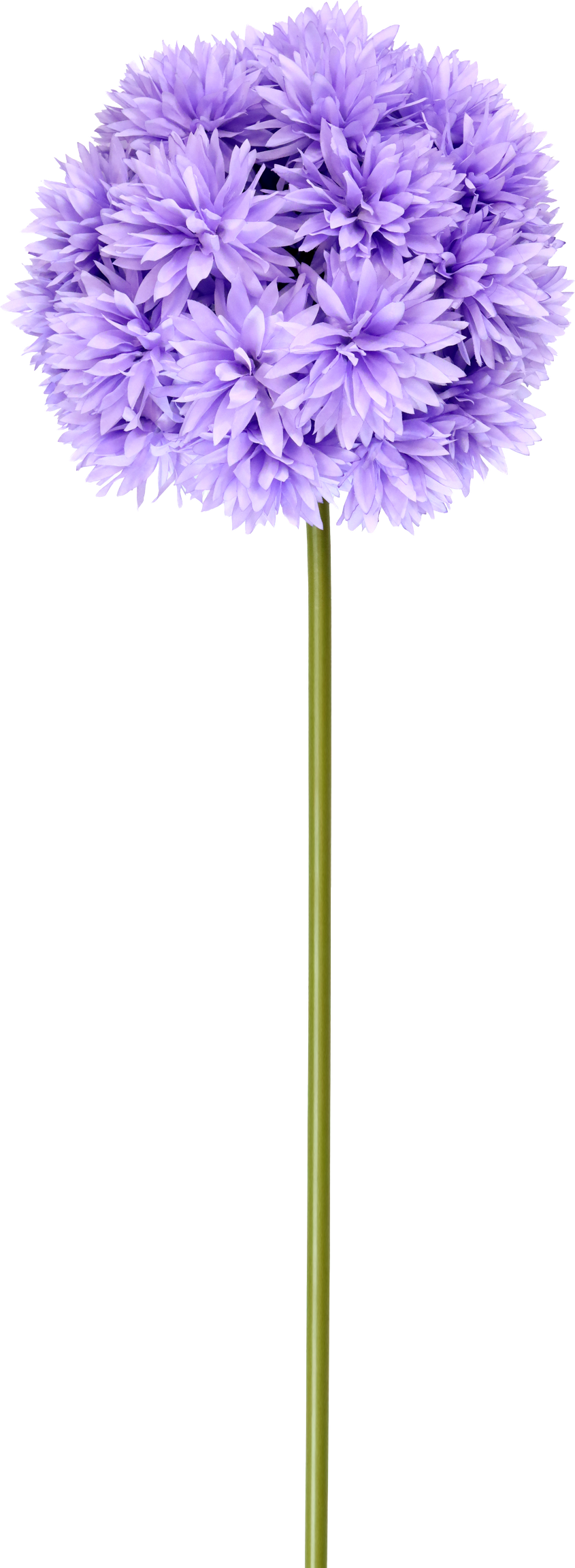 XL-BLUME CHRYSANTHEME