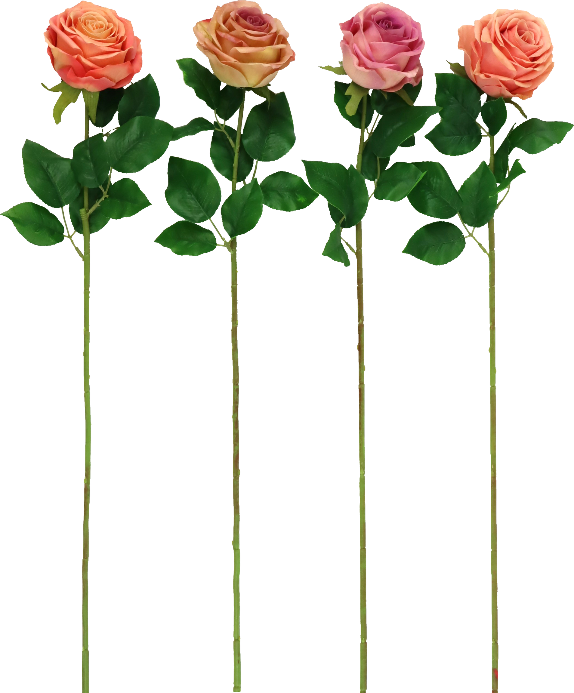 ZIERBLUMEN ROSE  S/4