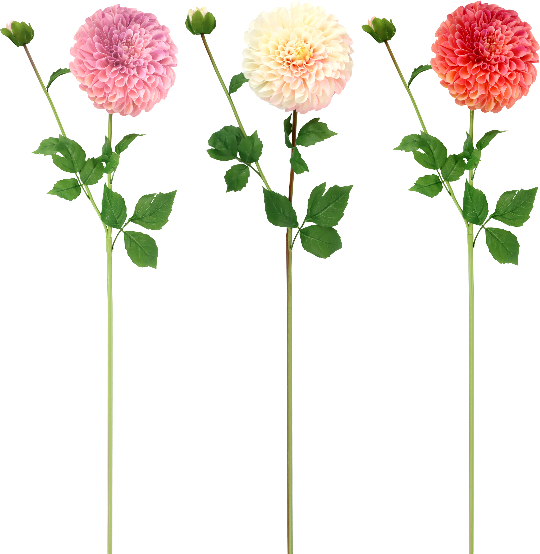 ZIERBLUMEN DAHLIE  S/3