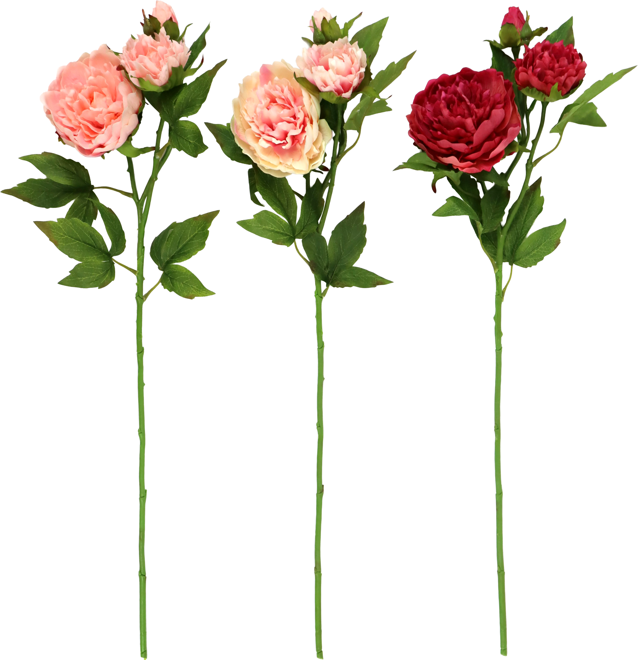 ZIERBLUMEN PFINGSTROSE  S/3
