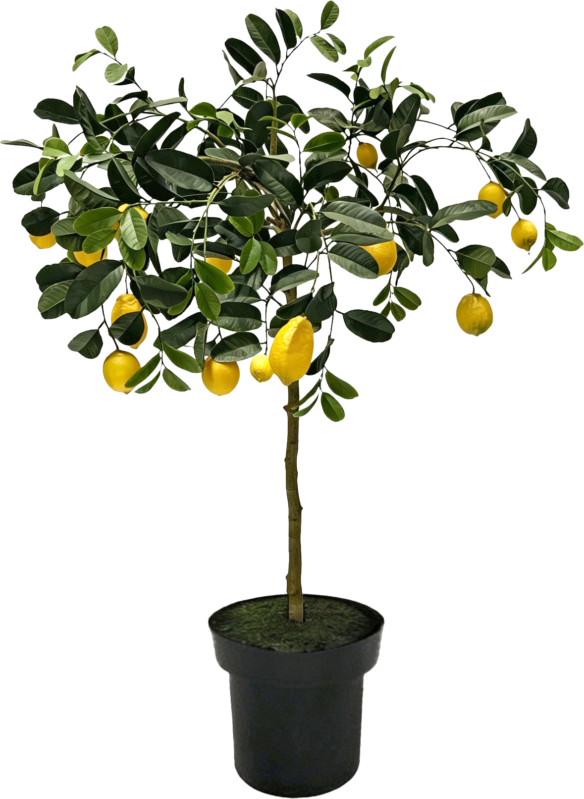 ZITRONENBAUM AMALFI