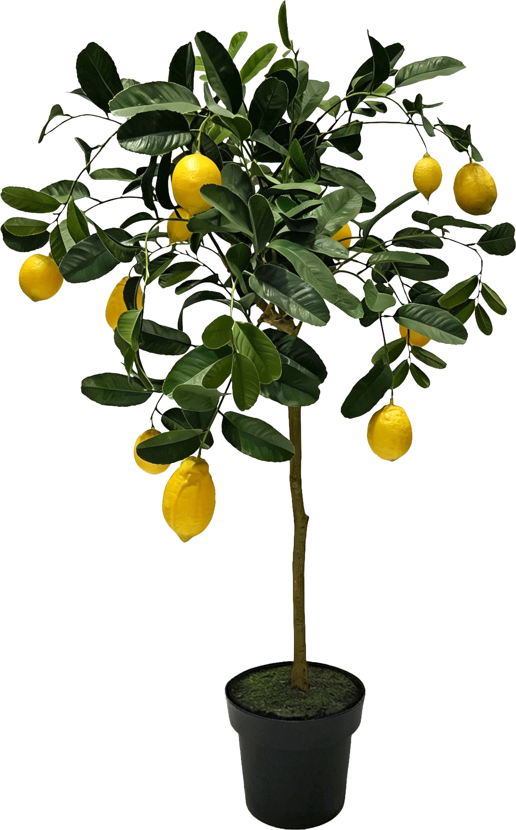 ZITRONENBAUM AMALFI