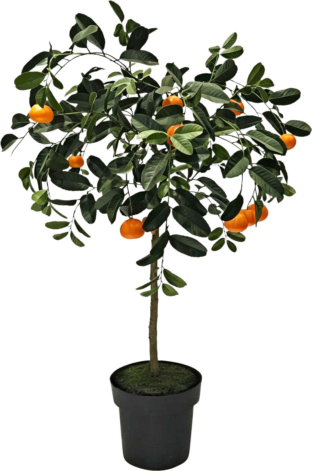 ORANGENBAUM VALENCIA