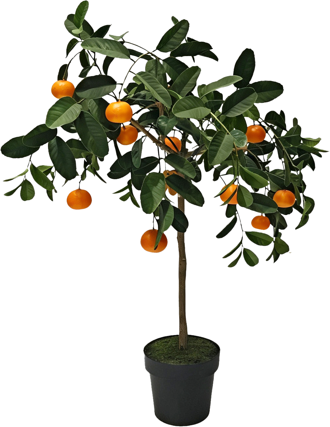 ORANGENBAUM VALENCIA