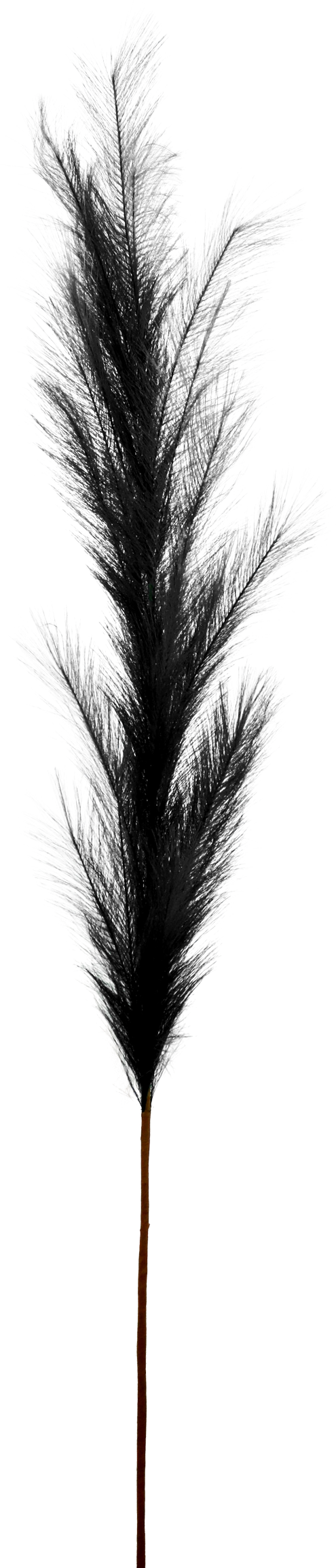 ZIERFEDER SCHWARZ 170CM