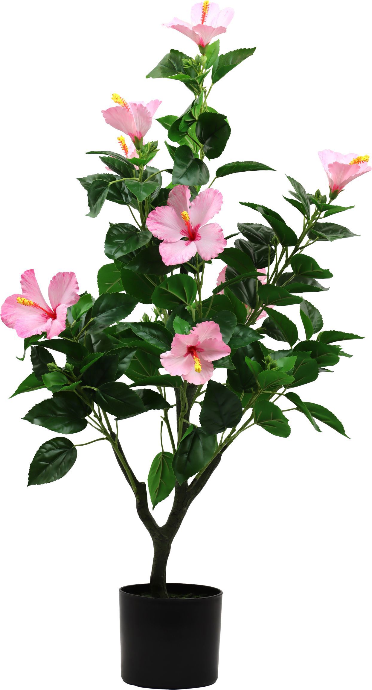 ZIERBAUM HIBISCUS DREAM