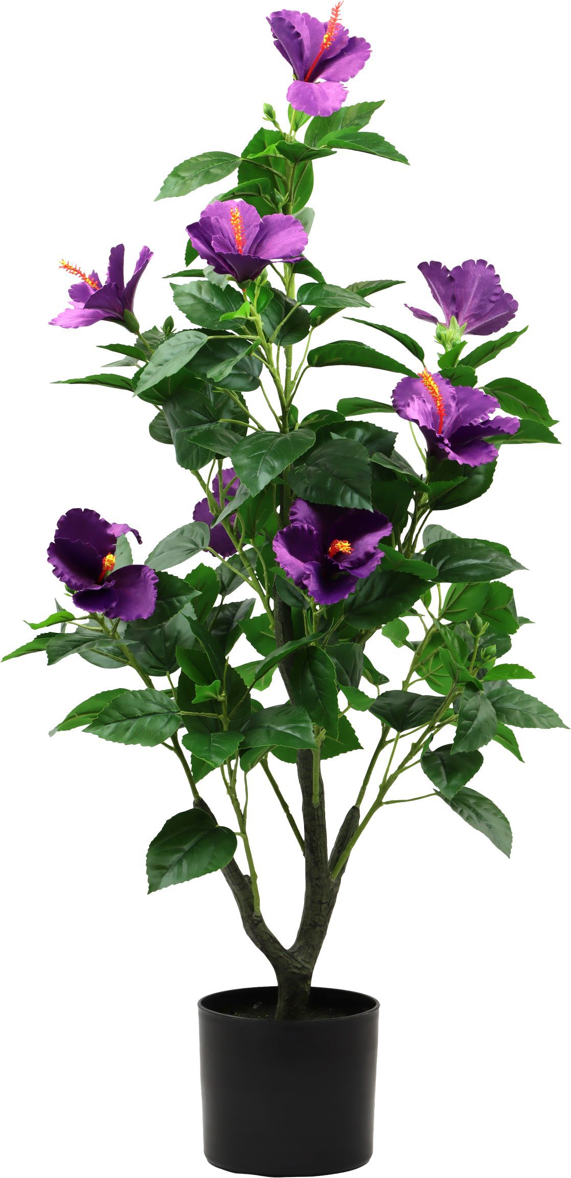 ZIERBAUM HIBISCUS DREAM