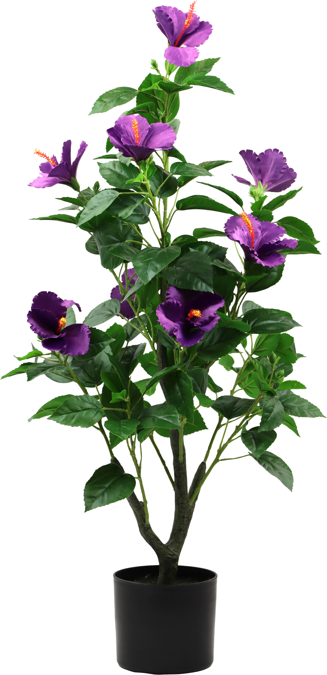 ZIERBAUM HIBISCUS DREAM