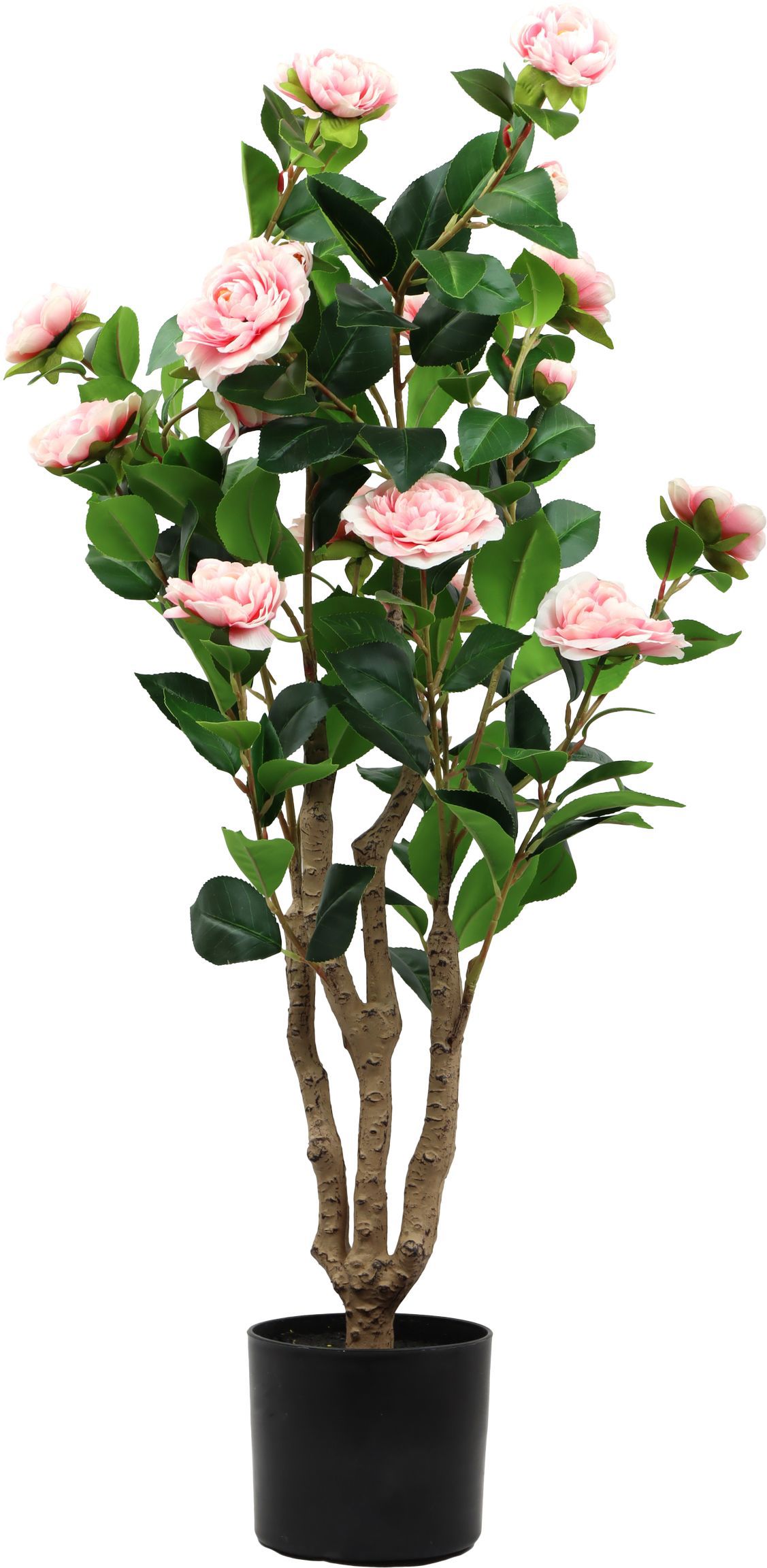 ZIERBAUM LA ROSA BELLA