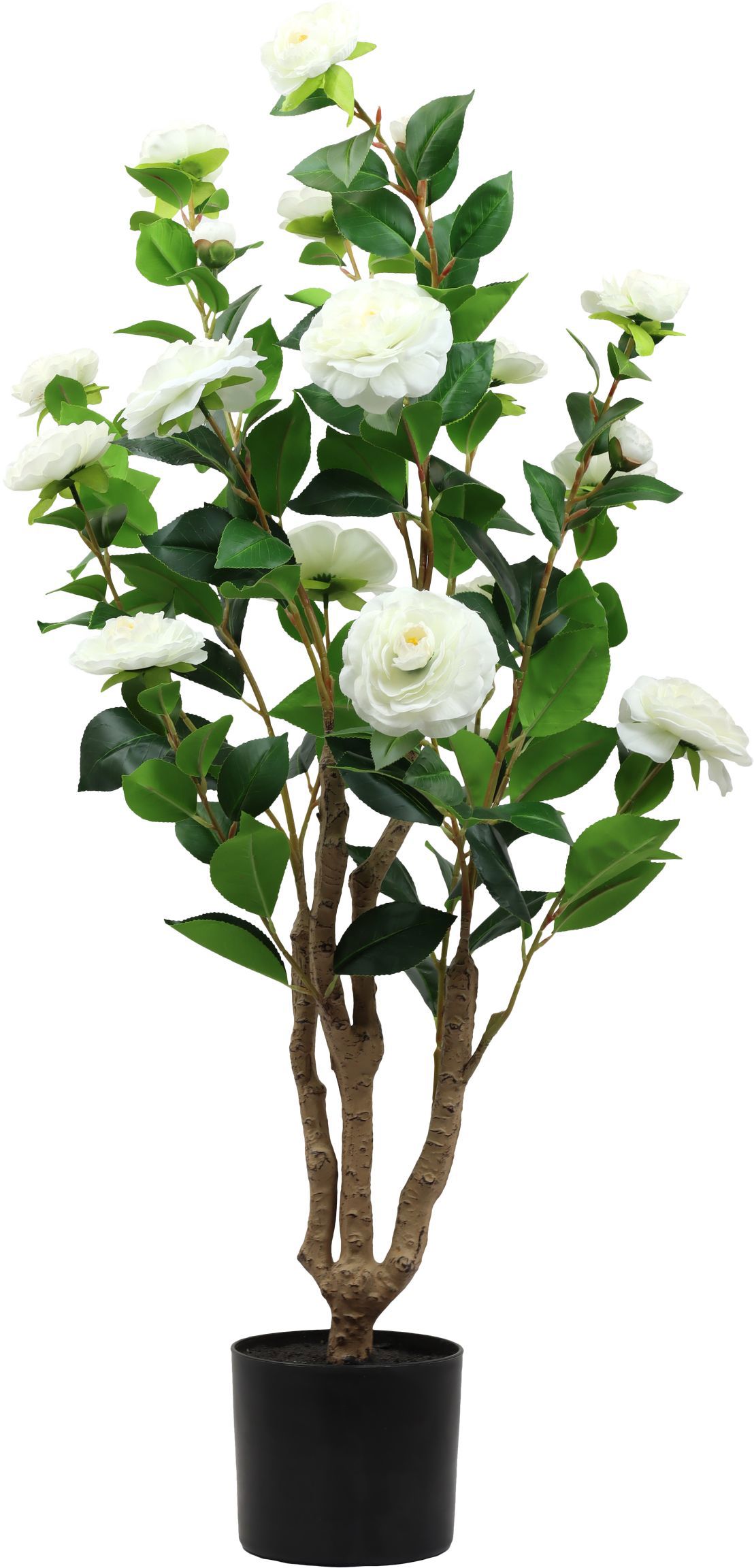 ZIERBAUM LA ROSA BELLA