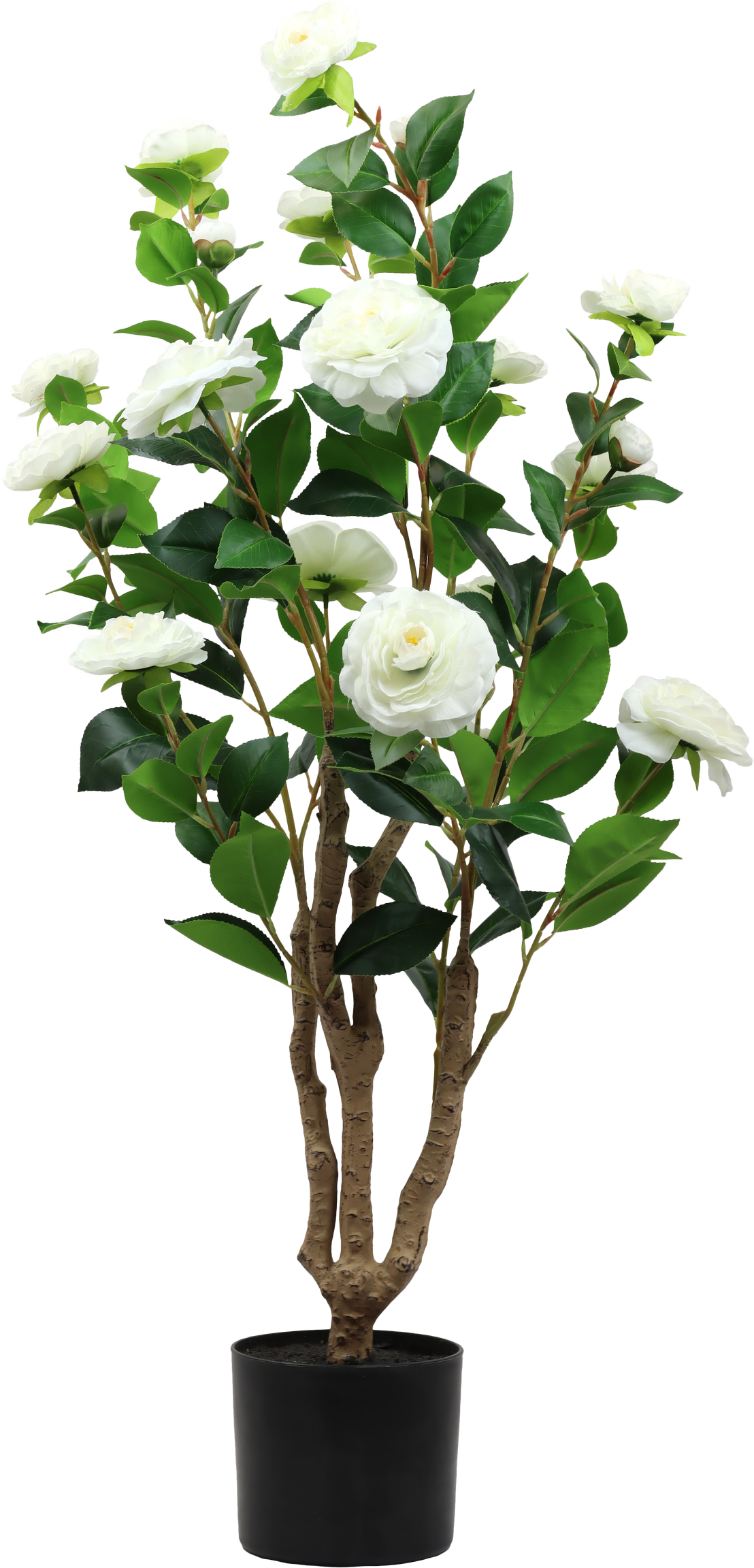 ZIERBAUM LA ROSA BELLA