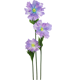 RIESENBLUME FLEUR FANTASTIQUE  S/3