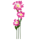 RIESENBLUME FLEUR FANTASTIQUE  S/3