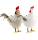 HÜHNER COTTAGE CHICKEN  S/2
