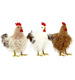 HÜHNER COTTAGE CHICKEN  S/3